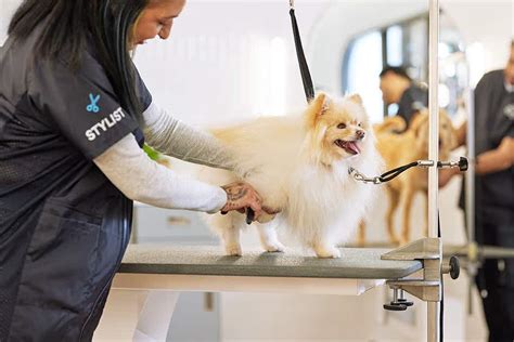 petco internship|pet grooming internship near me.